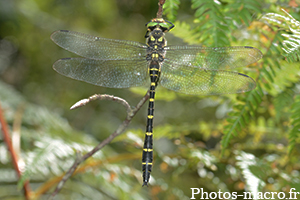 Cordulegaster boltonii