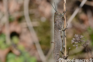 Anacridium aegyptium