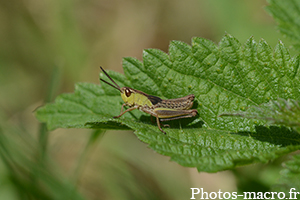 Pseudochorthippus montanus