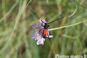 Anoplodera cordigera