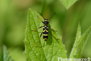 Clytus arietis