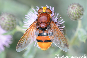 Volucella zonaria